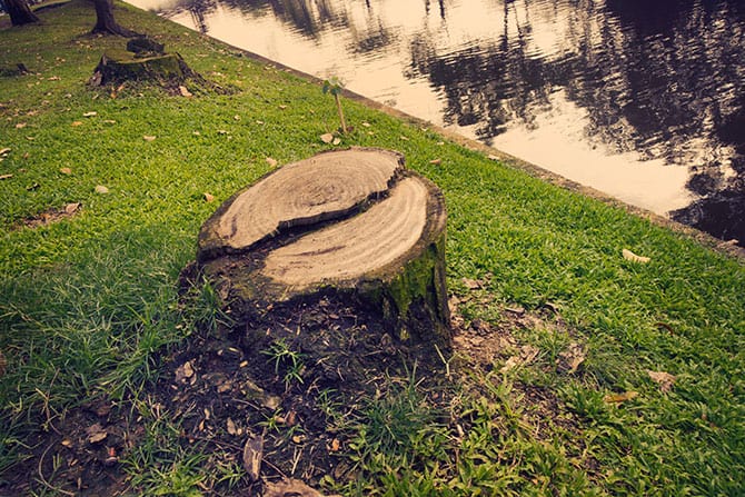Tree Stump Removal