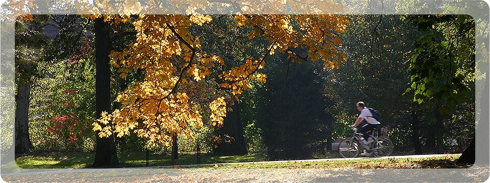 moreton-bay-arborist-img