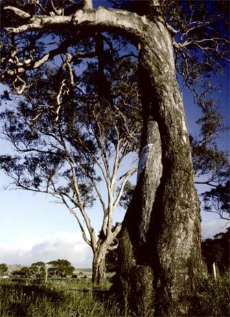 Amazing Australian Trees and Where to Find Them
