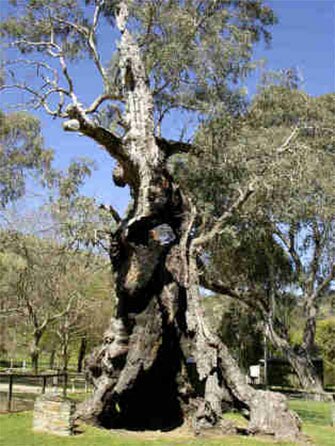 Amazing Australian Trees and Where to Find Them