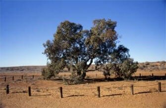 Amazing Australian Trees and Where to Find Them