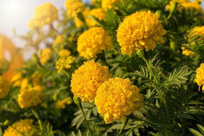 shutterstock_354507545