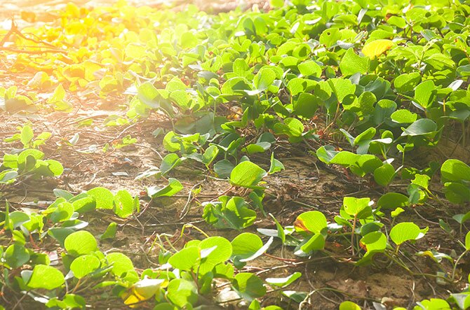 shutterstock_473228320