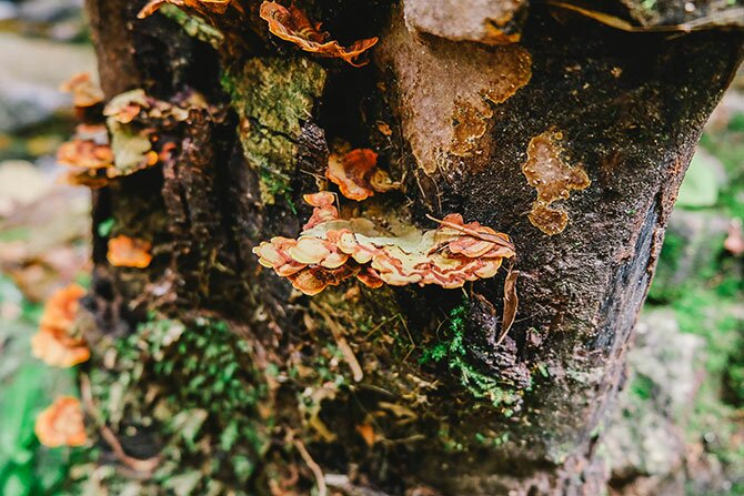 shutterstock_474324853