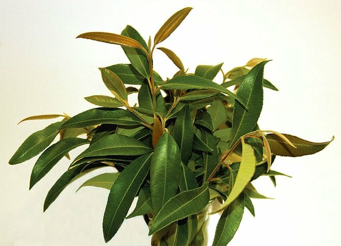 lemon-myrtle