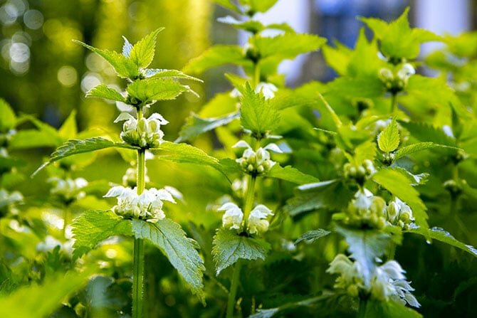 treescience---Therapeutic-Uses-(3)