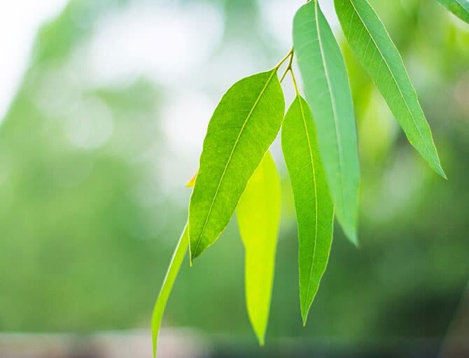 treescience---Therapeutic-Uses-(6)