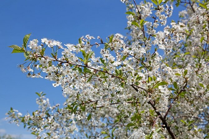 shutterstock_132909716