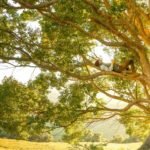 Development Planning & Tree Protection Zones