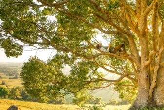 Man relaxes in an old tree