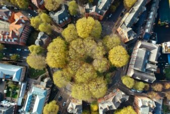 Aerial view of some trees in an urban environment